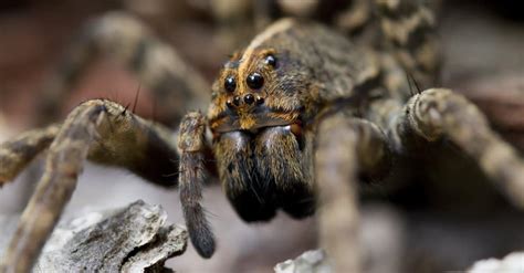 Wolf Spider vs Tarantula: What Are the Differences? - AZ Animals