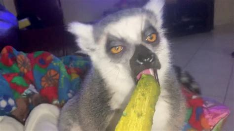 Ring tailed lemur mouth facts. - YouTube