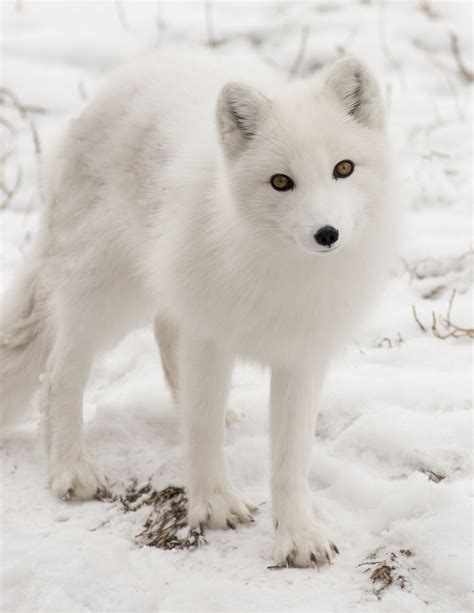 Arctic Fox | Animals | Animals | Animaux beaux, Animaux albinos, Renard blanc