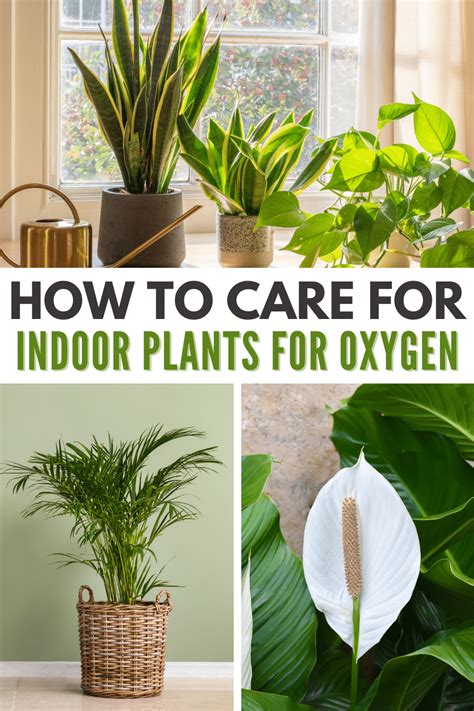 10 Best Indoor Plants For Oxygen