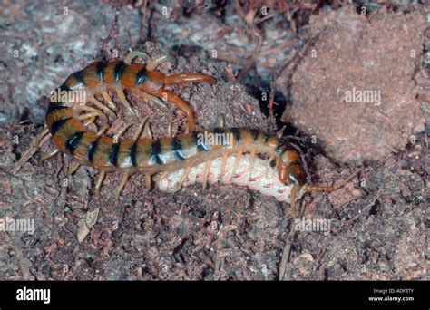 Megarian Banded Centipede, Scolopendra cingulatus. Eating a prey Stock Photo - Alamy