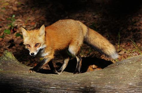 Red Fox in the Forest Photograph by Paulette Thomas - Fine Art America