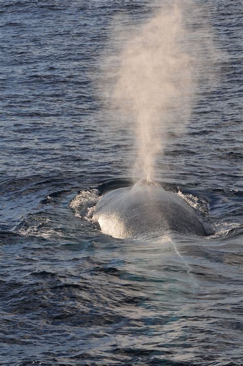 Mapping the migratory route of pygmy blue whales — Australian Antarctic Program (News 2014)