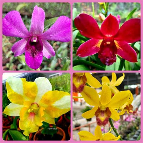 Jual ANGGREK DENDROBIUM Dewasa, random colors | Shopee Indonesia