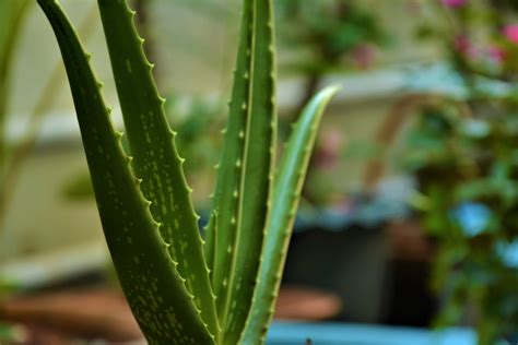 Free stock photo of Aloe vera, aloe vera plant, creative photography