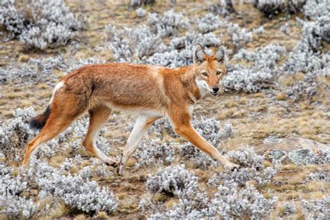 O Lobo-etiópico Canis Simensis Pack Na Natureza. Serras De Fardo Np Na Etiópia. Animal Endêmico ...