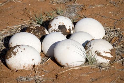 An Ostrich and Its Eggs in Its Nest Stock Image - Image of animal, nest: 24470959