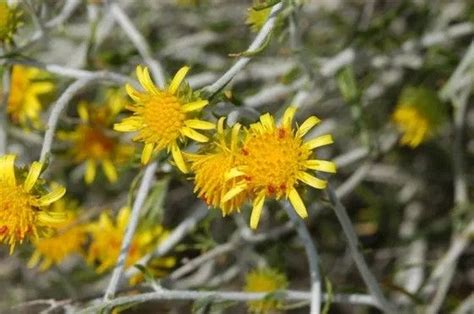 Kuwait - Arfaj or Rhanterum Epapposum is the national flower of Kuwait ...