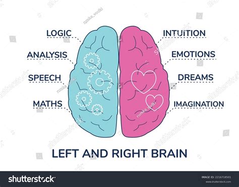 Human Brain Right Left Hemisphere Functions Stock Vector (Royalty Free ...