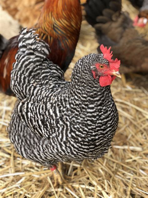 Barred Rock Hen | Barred rocks, Plymouth rock, Pullet