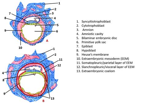 General Embryology II , Anatomy QA