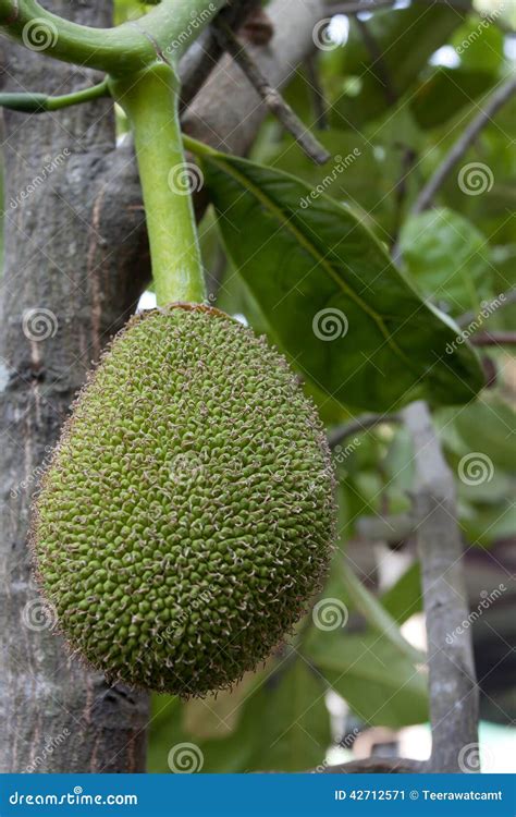 Thai Jackfruit on the Tree. Stock Image - Image of life, delicious ...