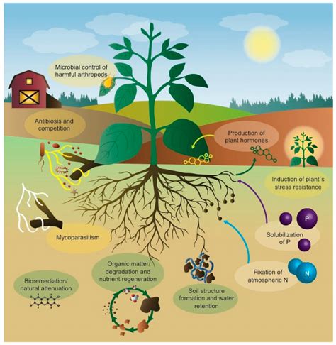 Microorganisms | Free Full-Text | Reaping the Benefits of ...