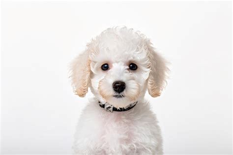 Premium AI Image | a white dog with a collar and a collar around its neck