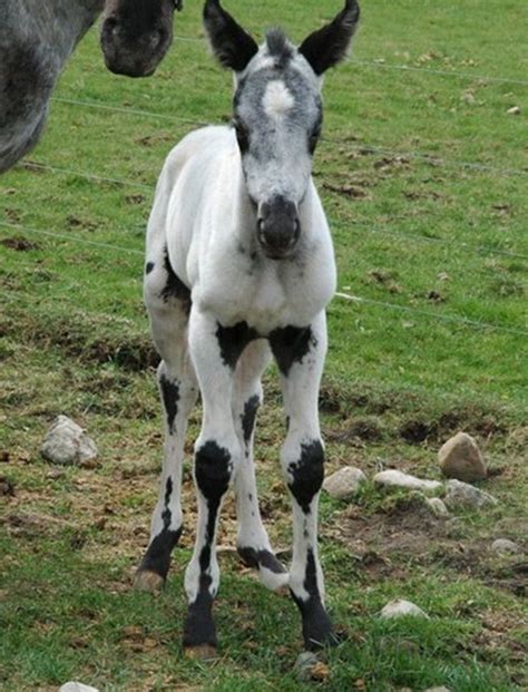 Pin by Ankie Sundberg on Unique Animals | Rare horses, Horses, Rare ...