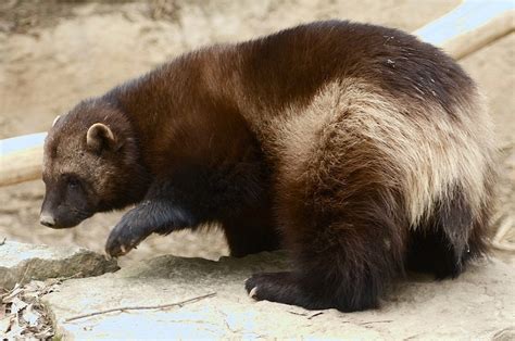 Wolverines - Habitat, Life Span, Diet & Reproduction Guide