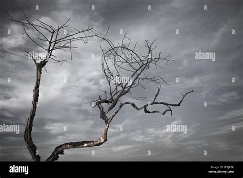 Dead tree drawn in black and white Stock Photo - Alamy