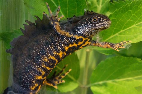 ECOS 40 (4): Postgraduate winner 2019: Great crested newts: the modern ...