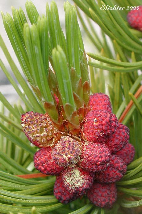 Whitebark Pine: Pinus albicaulis (Synonym: Apinus albicaulis)