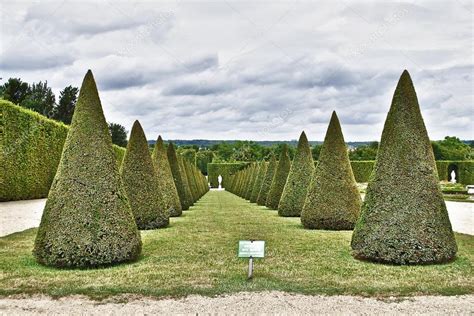 Cone-shaped trees — Stock Photo © fotosmail #23544289