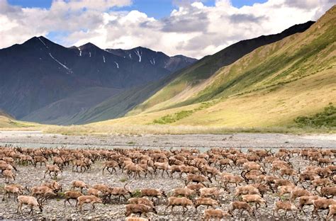 Arctic National Wildlife Refuge, Alaska | Travel Alaska