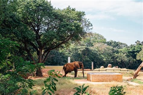 Most Popular Zoological Parks in India – OYO Hotels: Travel Blog