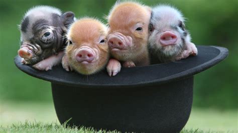 10 Most Adorable Micro Pig Photos Ever! Photos - ABC News