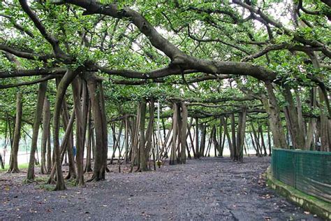 270-year-old Great Banyan Tree of Botanical Gardens ravaged by Amfaan