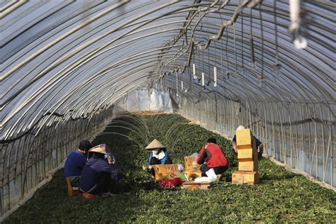 Migrant workers at South Korean farms face inhumane conditions | Daily ...