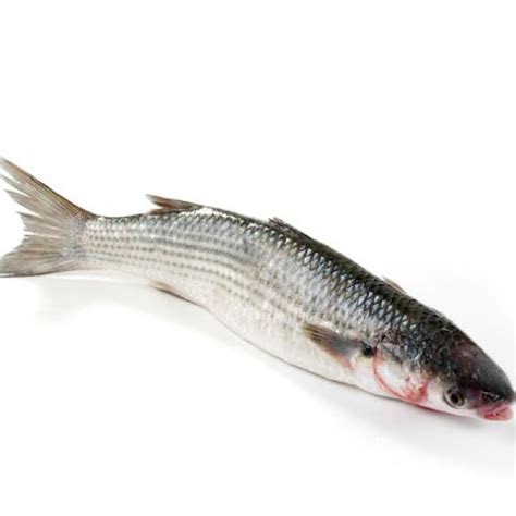 Fresh Whole Grey Mullet - Fish Shack