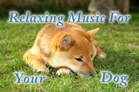 Awesome Relaxing Dog Music That Will Calm Your Dog With Nature Sounds ...