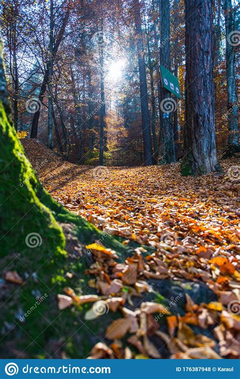 Carpathian Forest during Autumn Season Stock Photo - Image of autumnal ...