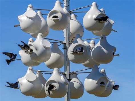 Purple Martin Nesting (Behavior, Eggs, Location + FAQs) | Birdfact