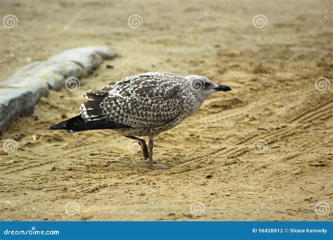 Juvenile Herring Gull from Side Stock Photo - Image of argentatus, coastal: 56828812