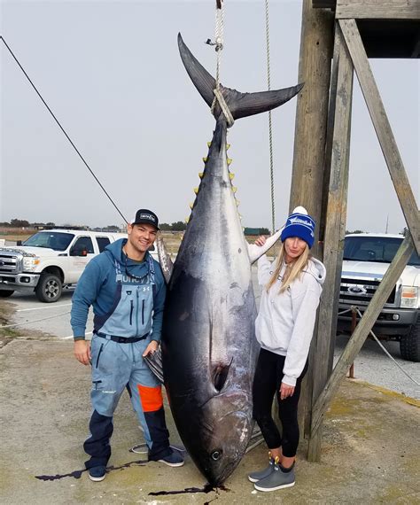 Giant Bluefin Tuna