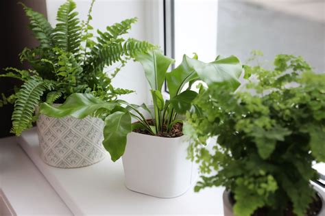 Indoor ferns: our favourite indoor fern plants - Plantura