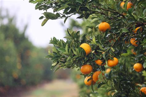 Quebec Citrus Australia