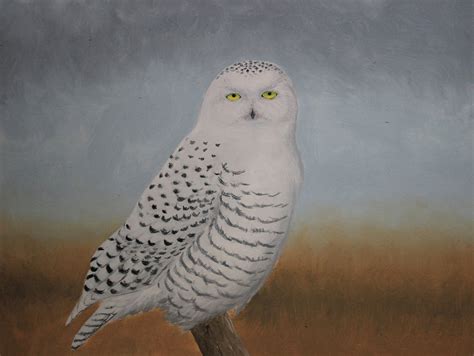 Snowy Owls and Owl Photography in the Lower Mainland and a Young Birder Painting of a Snowy Owl!