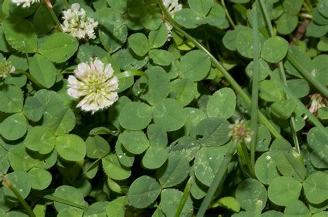 Pin by Emmanuel REGENT on Trifolium, Oxalis, Parochetus, Medicago ...shamrock, clover, trèfle ...