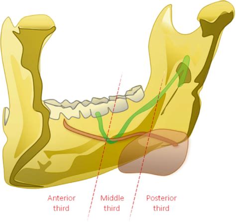 Submandibular Gland Duct Anatomy