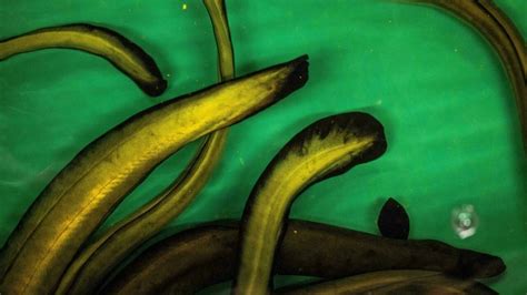 70 million years on earth, 40 years of decline: the endangered eel ...