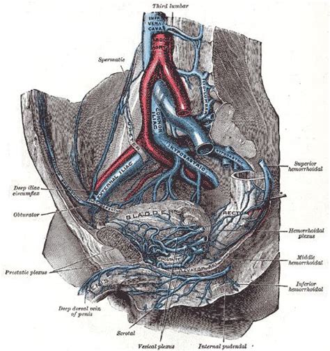 Prostatic venous plexus - Alchetron, the free social encyclopedia