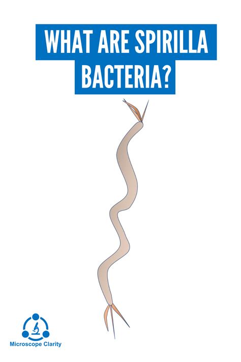 What Are Spirilla Bacteria? in 2021 | Microbiology, Bacteria, Learning