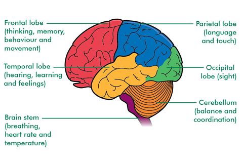 Parts Of The Human Brain And Functions