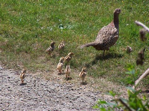 Guide for raising pheasants as a backyard flock | The Poultry Guide