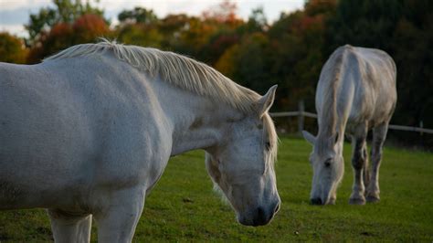 Wolcott Mill Metropark Farm Center – Huron-Clinton Metroparks