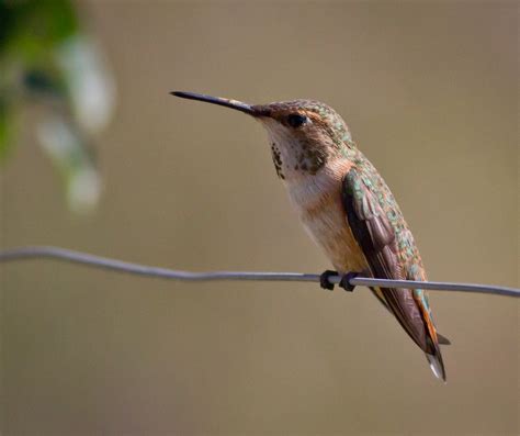 Birds of Arizona: Hummingbirds | Judge, Jury, and Exhibitioner