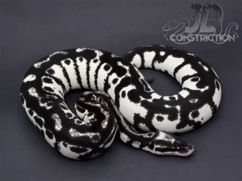 Pretty Snakes, Beautiful Snakes, Animals Beautiful, Cute Reptiles ...