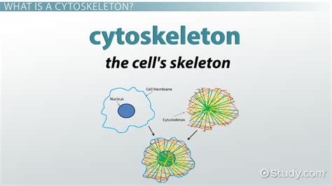 Cytoskeleton | Definition, Function & Components - Lesson | Study.com