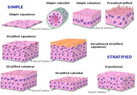 Image result for types of epithelium | Histología, Fisiología ...